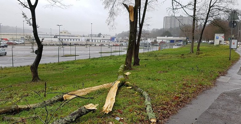 Baum umgestürzt