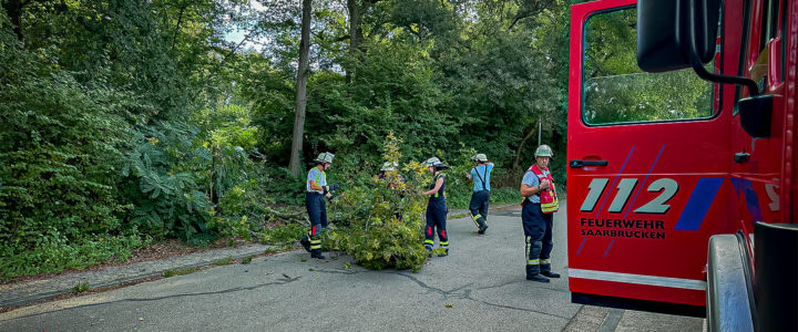 TH – Baum umgestürzt